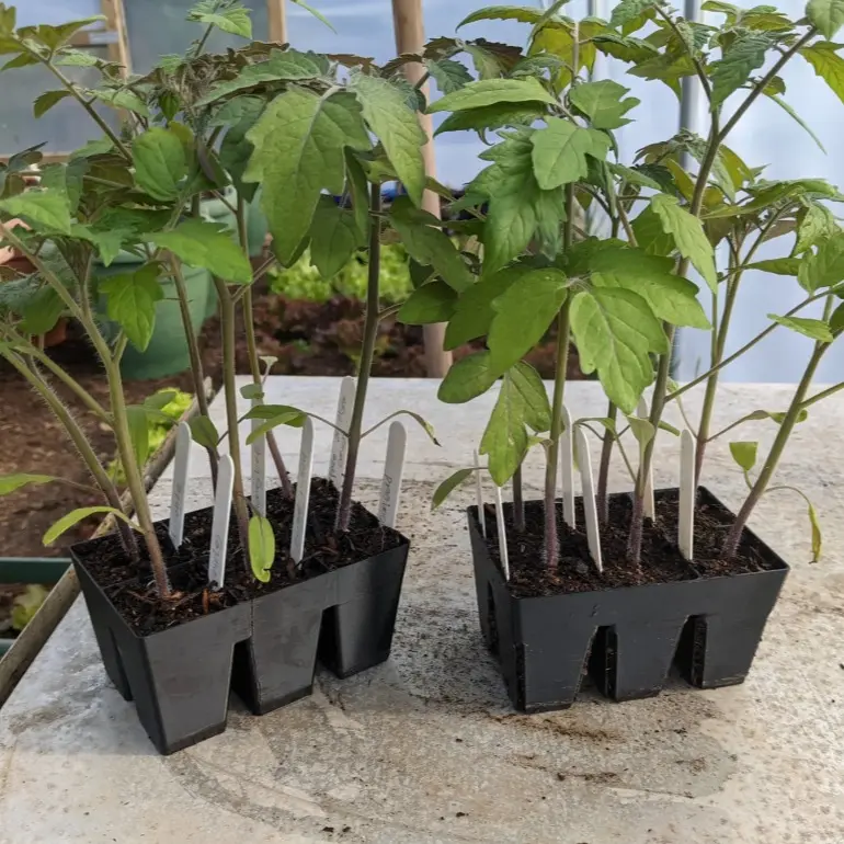 6-Cell Seed Starting Trays 6-Cell Seed Starting Trays