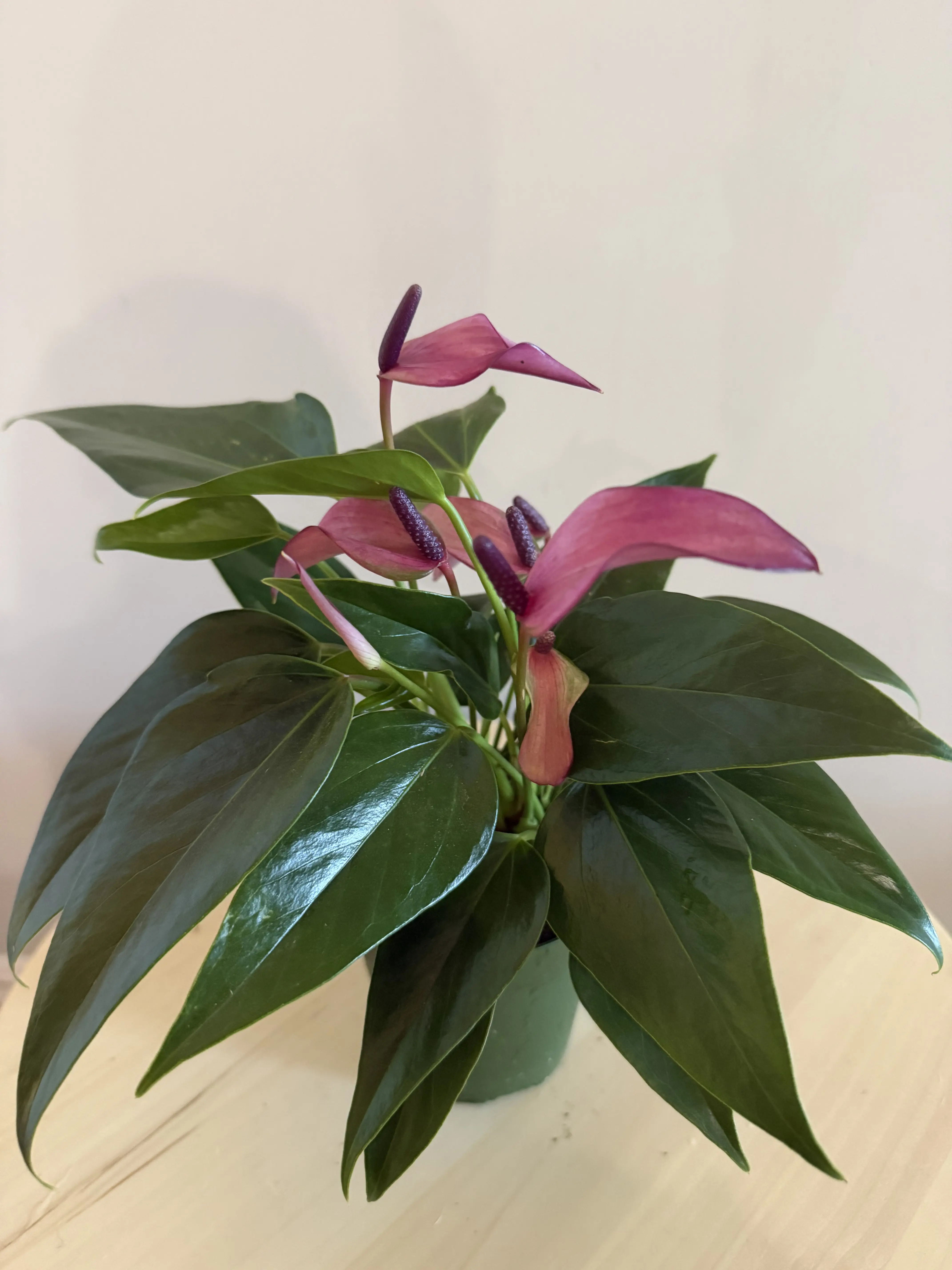 4'' Anthurium Zizou