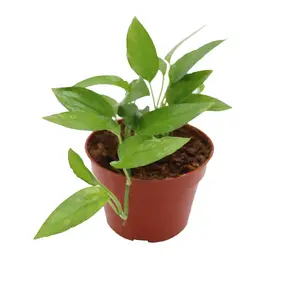 Epipremnum pinnatum 'Skeleton Key'  - 4'' from California Tropicals