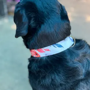 Happy Dragon Dog Collar
