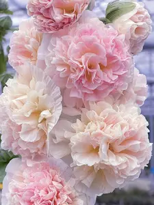 Mixed Color Hollyhock Flower Seeds 200 PCS, Alcea Rosea Seeds for Garden Beds, Borders and Backyard Planting, Seeds Only Not Live Plant