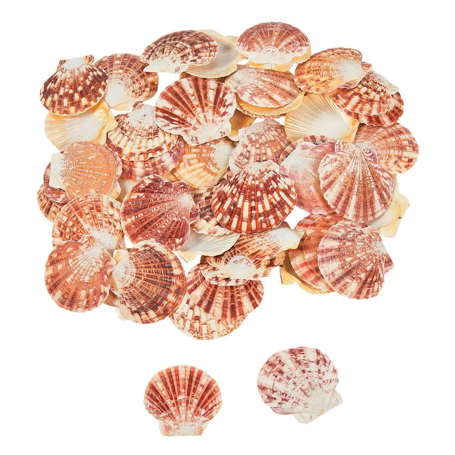 Bulk 120 Pc. Pecten Macarensis Sea Shells, Decor, Glass
