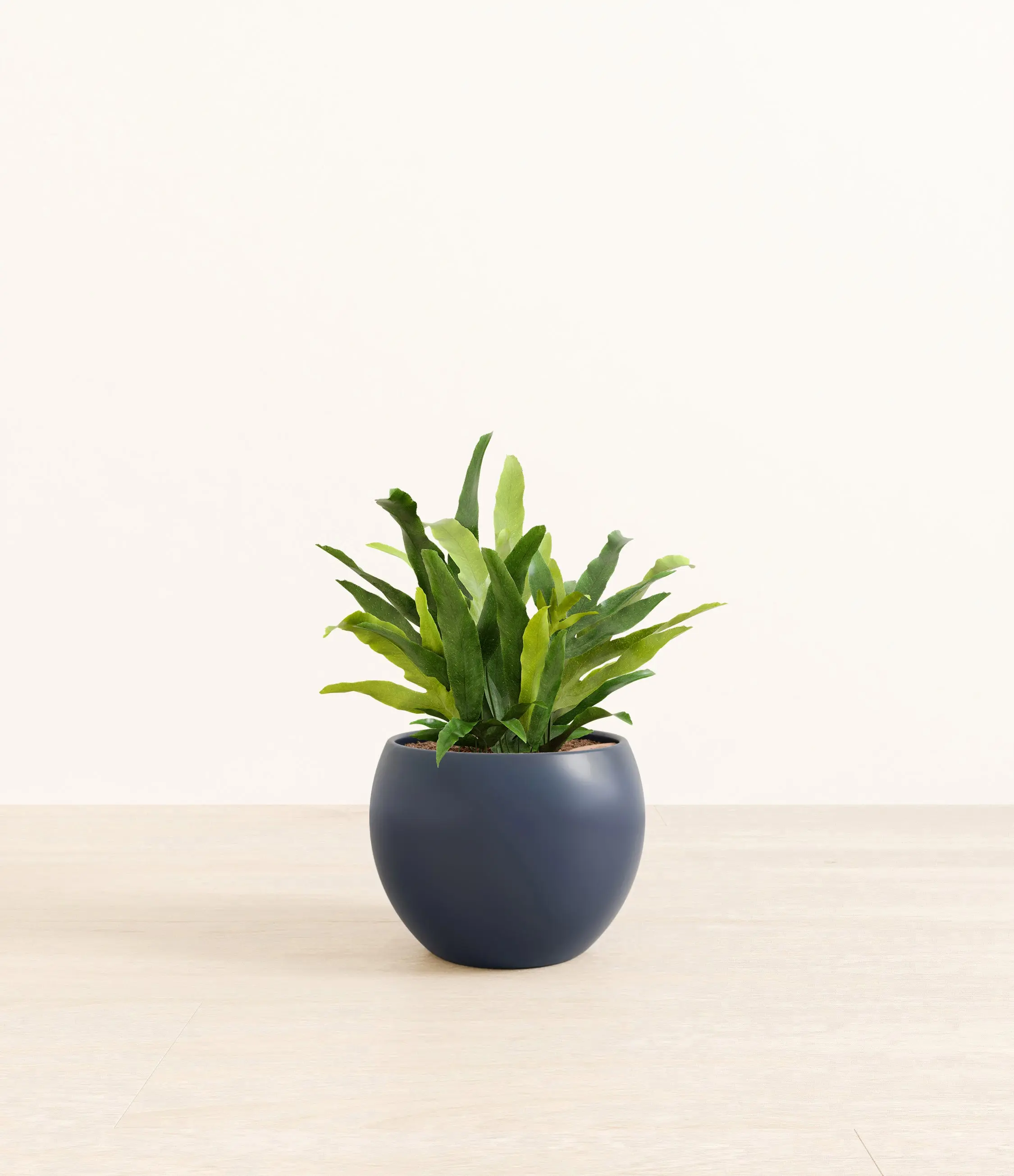 Blue Star Fern