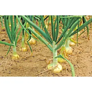 200 Vidalia Sweet Onion Seeds - Organic Non-GMO Spring/Fall Garden