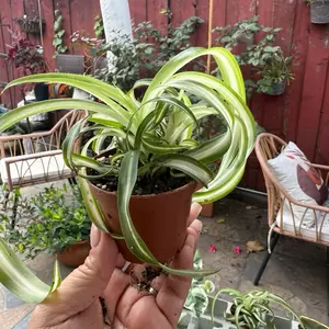 Bonnie Curly Spider plant