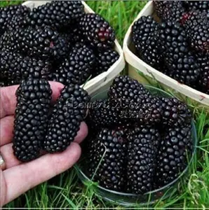 100 nutritious Pre-stratified Jumbo Thornless Blackberry Seeds, Juicy , Sweet ,Healthy Fruit