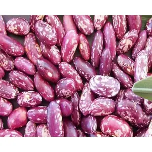 Dominican sparkle red beans Seeds ,(BUSH)