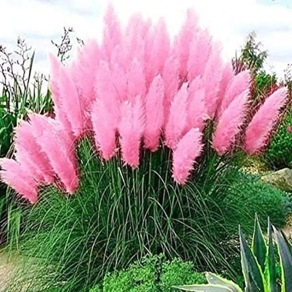 Pink Pampas Grass Seeds - 100+ Seeds - Ornamental Grass for Landscaping or Decoration - Made in USA