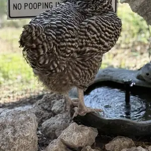 First Saturday Lime Insect Repellent - 20 LB Bag - Multi-Purpose Insect Control for Gardens, Homes, and Barns