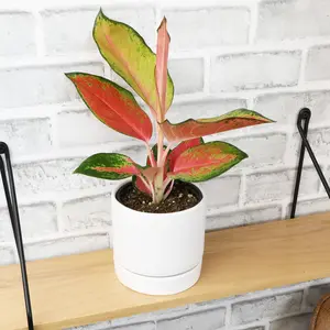 Aglaonema 'China Red': Unique Chinese Evergreen - Pink Variegated Leaves - (4.25" Pot) – Easy Plant Care - Low Light Tolerant Plants – Aglaonema Commutatum – Low Maintenance House Plants