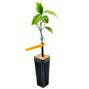 Page Mandarin Tree | No Ship CA AZ LA FL | Sweet Tangelo Hybrid, Juicy Flavor Bomb & Early Season Citrus | Premium Indoor Outdoor Citrus Tree