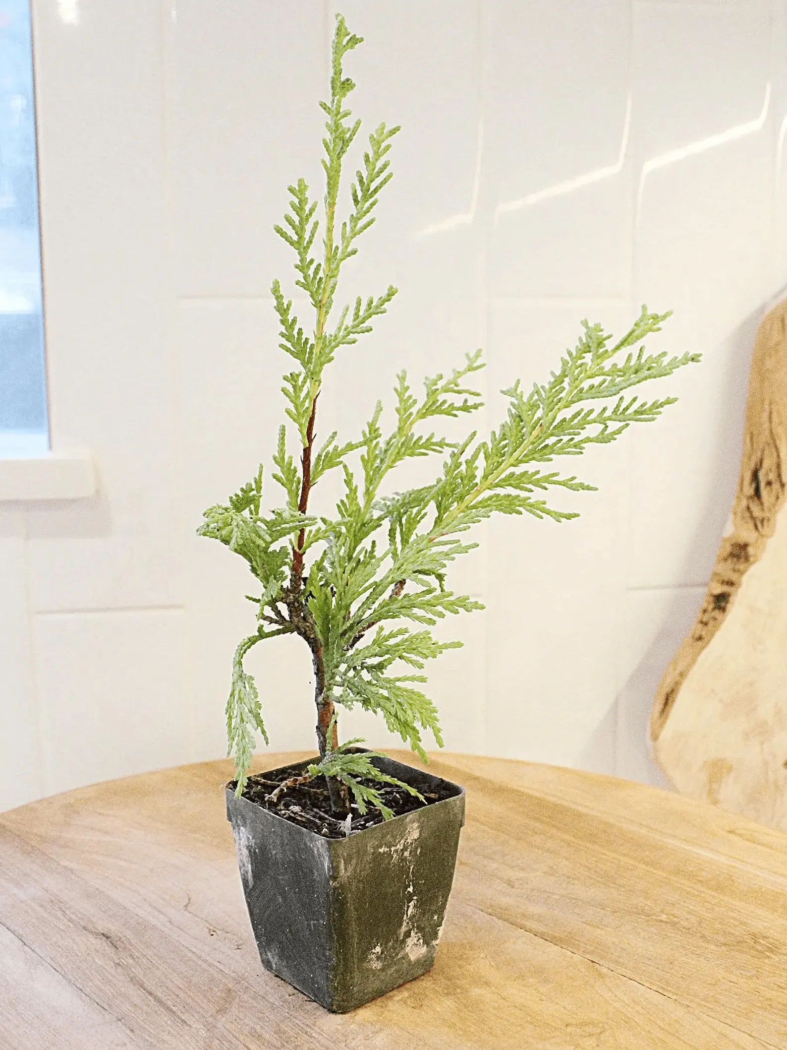 Sabina Juniper Bonsai  Beginner Friendly Outdoor Tree - TikTok Shop