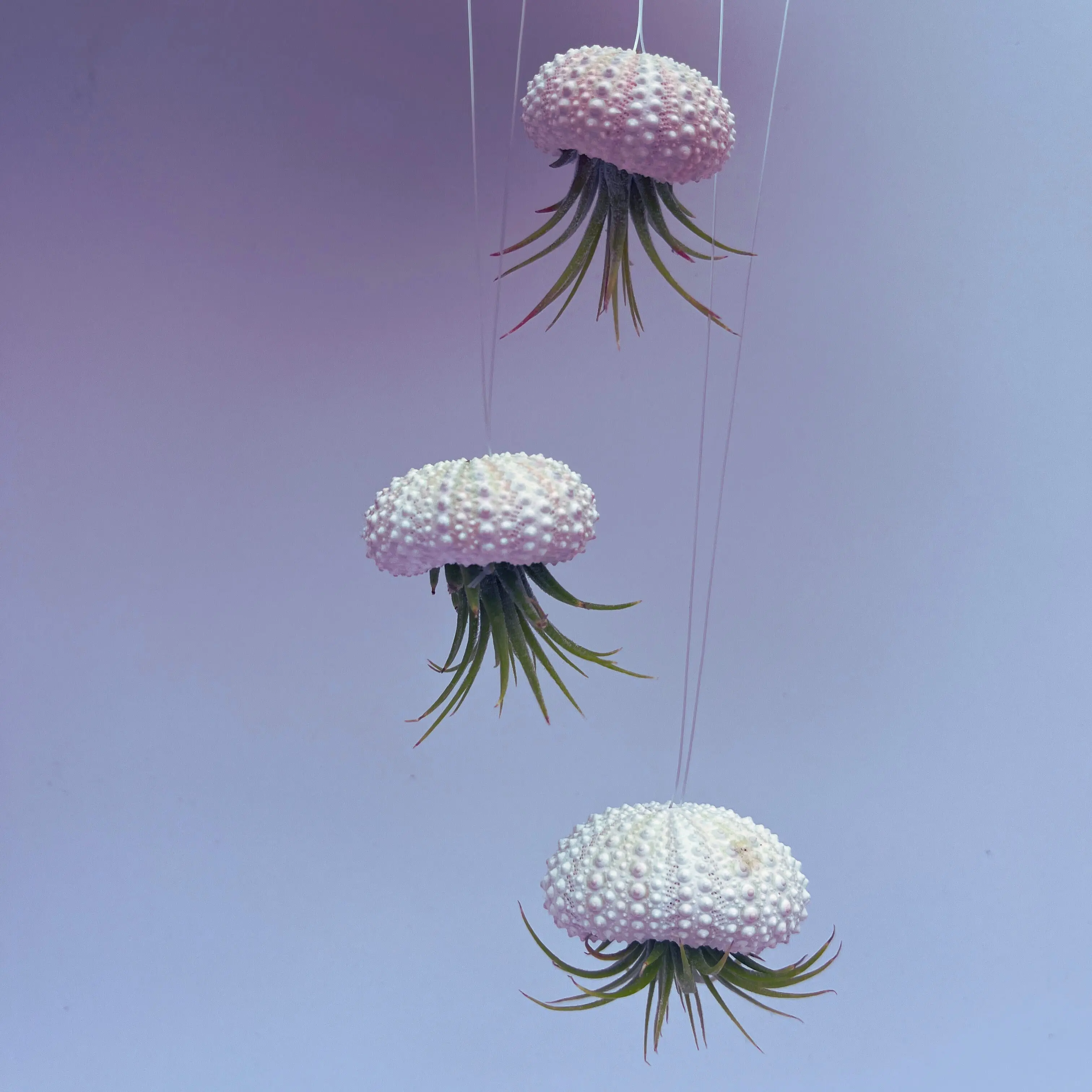 Jellyfish Hanging Airplant Display