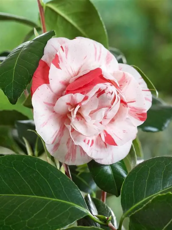 APRIL DAWN-Bicolor Bloom Camellia Japonica-well rooted april dawn Camellia  Japonica -Live Starter Plant- ship in pot 3" to 4" tall - TikTok Shop