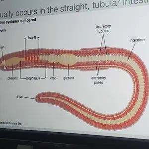 review image 5