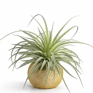 Modern Indoor Air Plant with Holder - Small Desk Office Plant Gift