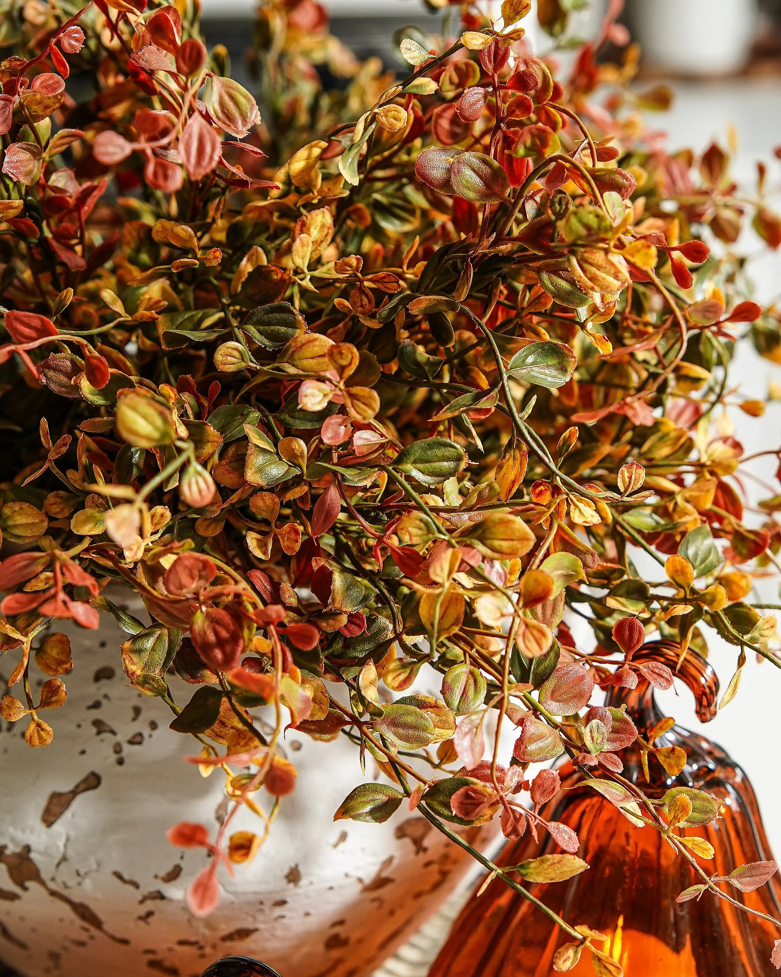 Pimpernel Bush | Bundle of 2