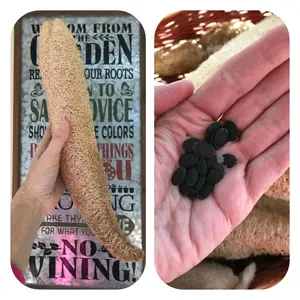 Luffa Seeds for Growing Natural Bath Sponges