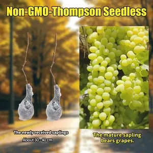 Beginner Friendly Thompson Seedless Grape Sapling | Home Garden Fruit Tree, Balcony or Backyard Plant, Sweet Juicy Grapes Ready to Harvest