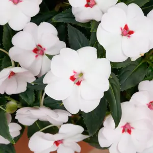 Impatiens SunPatiens® ‘Vigorous Sweetheart White’ - 2.5" Pot / Box of 4.