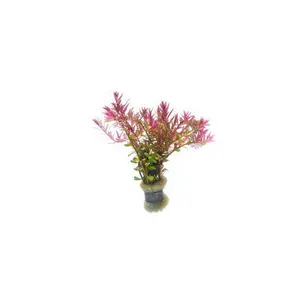 Rotala Blood Red