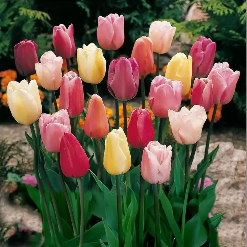200 Mixed Color Tulip Seeds for Planting – Bright Spring Flower Seed Pack for Garden Beds and Outdoor Displays, Seeds Only, Not Live Plants