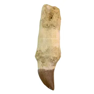 Mosasaurus Authentic Teeth – Genuine Prehistoric Fossil Tooth of Mosasaurus – Rare Fossil Collectible