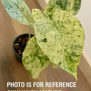 Alocasia Odora Batik Tissue Culture – Rare Variegated Pattern | Starter TC Plantlet | Easy Indoor Aroid