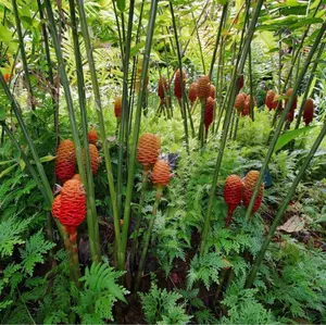 Ginger Shampoo Plants Rhizomes Hawaiian Shampoo Ginger Bulbs Bitter Ginger Plant Roots Awapuhi Plants for Garden Pinecone Ginger 3 Live Rhizomes