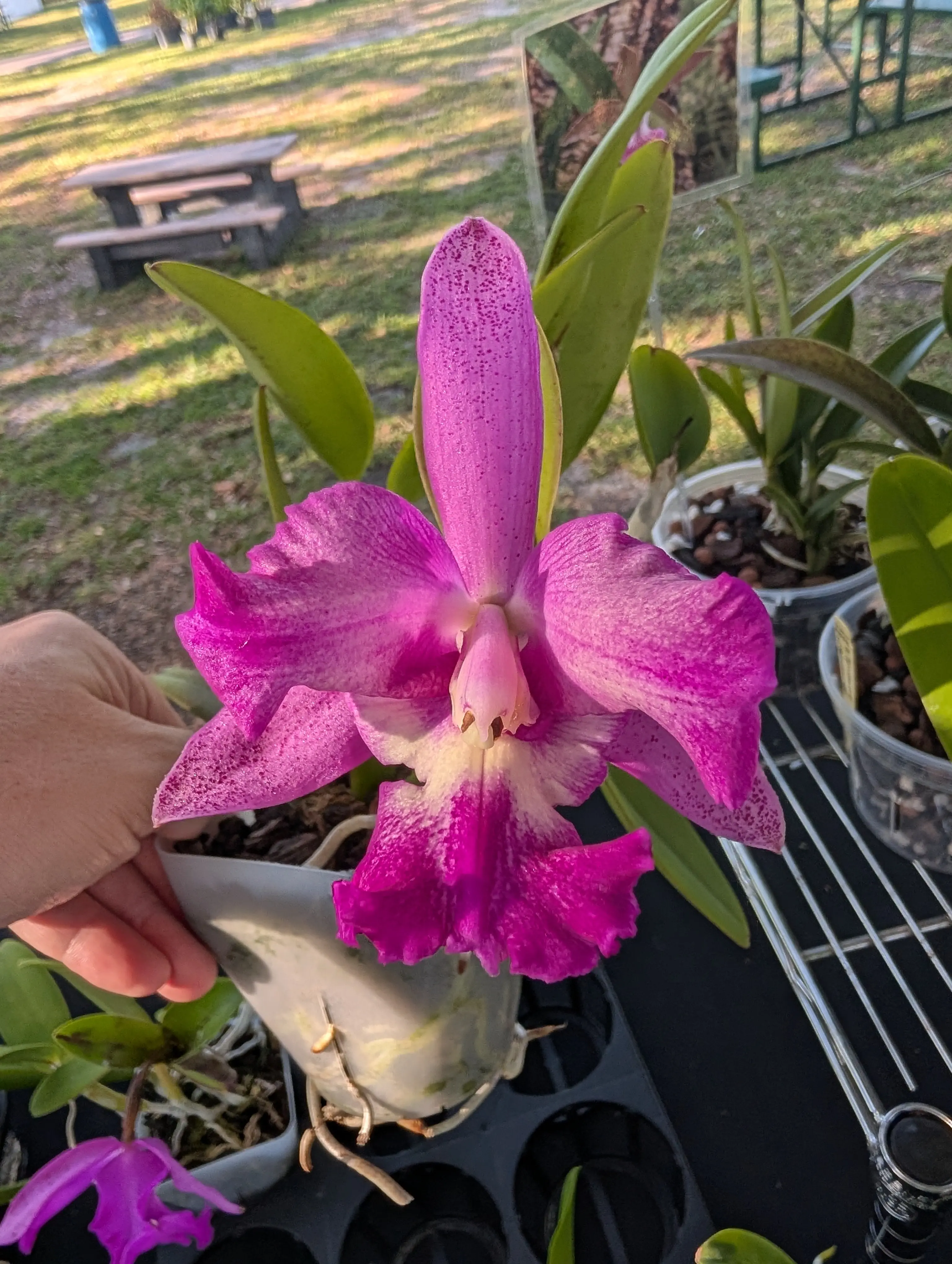C. Nora's Melody x C. aclandiae 'Lues Black Lava' #2  | BS 4" pot