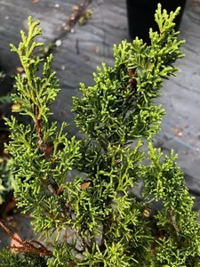 Juniperus chinensis 'Shimpaku'