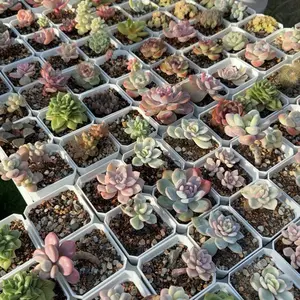 12 pcs Upgrade Live Succulents Mix Assorted Bare Root Soilless Pots for Gardening Enthusiasts Wedding Favors Indoor Home Office Decoration Gifts for Succulent Lovers