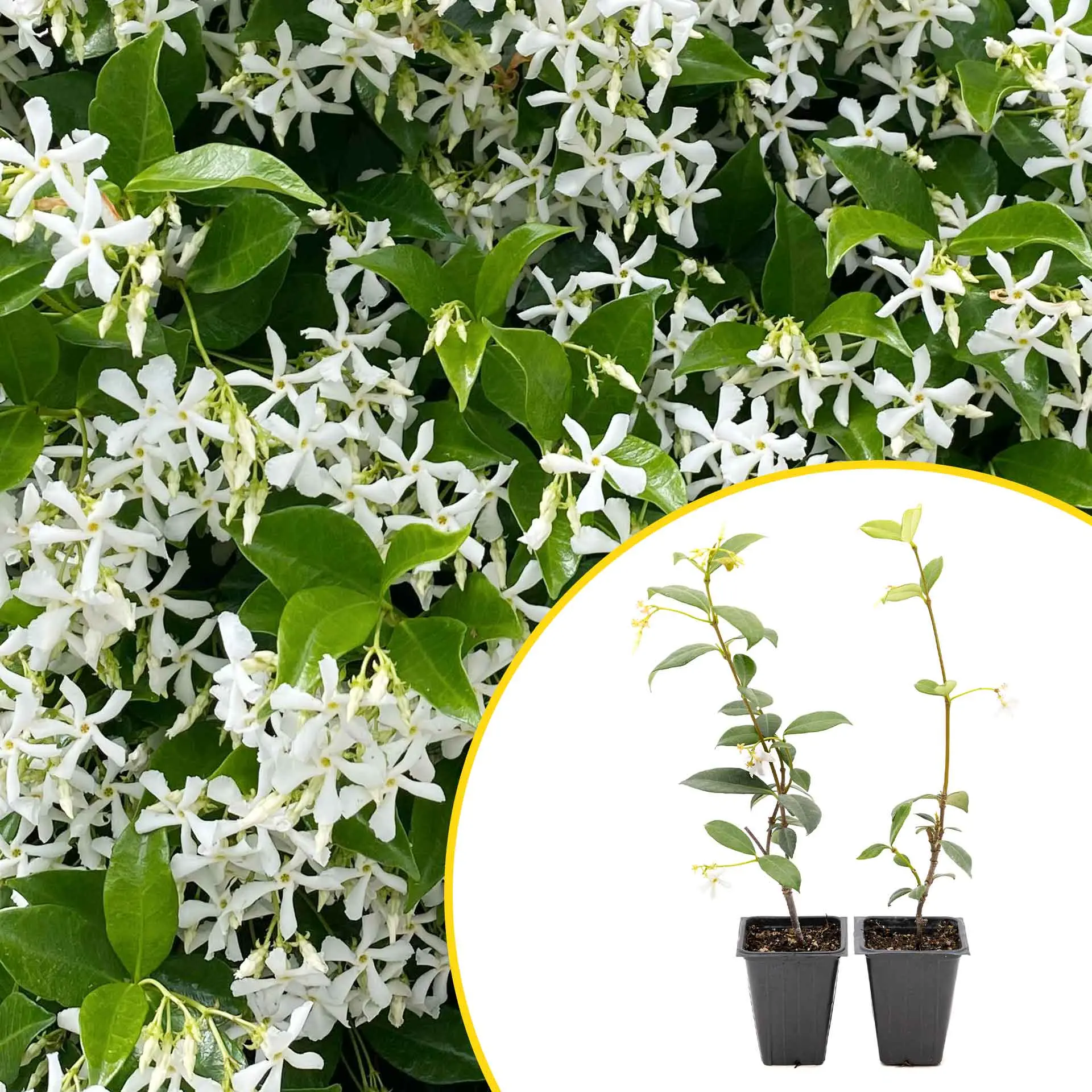 2 Star Jasmine Plants in 3.5” Cubes | Fragrant Evergreen Vine with White Flowers for Trellises & Landscaping (Trachelospermum jasminoides)