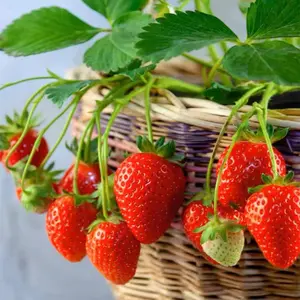 Seeds Perpetual Strawberry Four Seasons Strawberry Seeds Fruit Seed for Planting Heirloom Non-GMO Seed for Hydroponic Garden Sweet High Yields