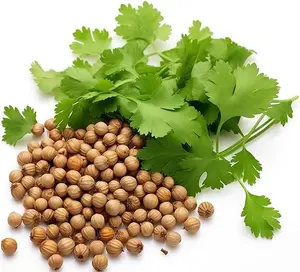500+ Cilantro Seeds for Planting - Grown Seeds in Premium Protective Packaging - Chinese Parsley, Coriandrum Sativum.