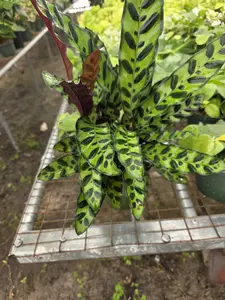Calathea Lancifolia 6" - Compact Indoor Plant with Lush Green Foliage for Small Spaces & Easy Maintenance