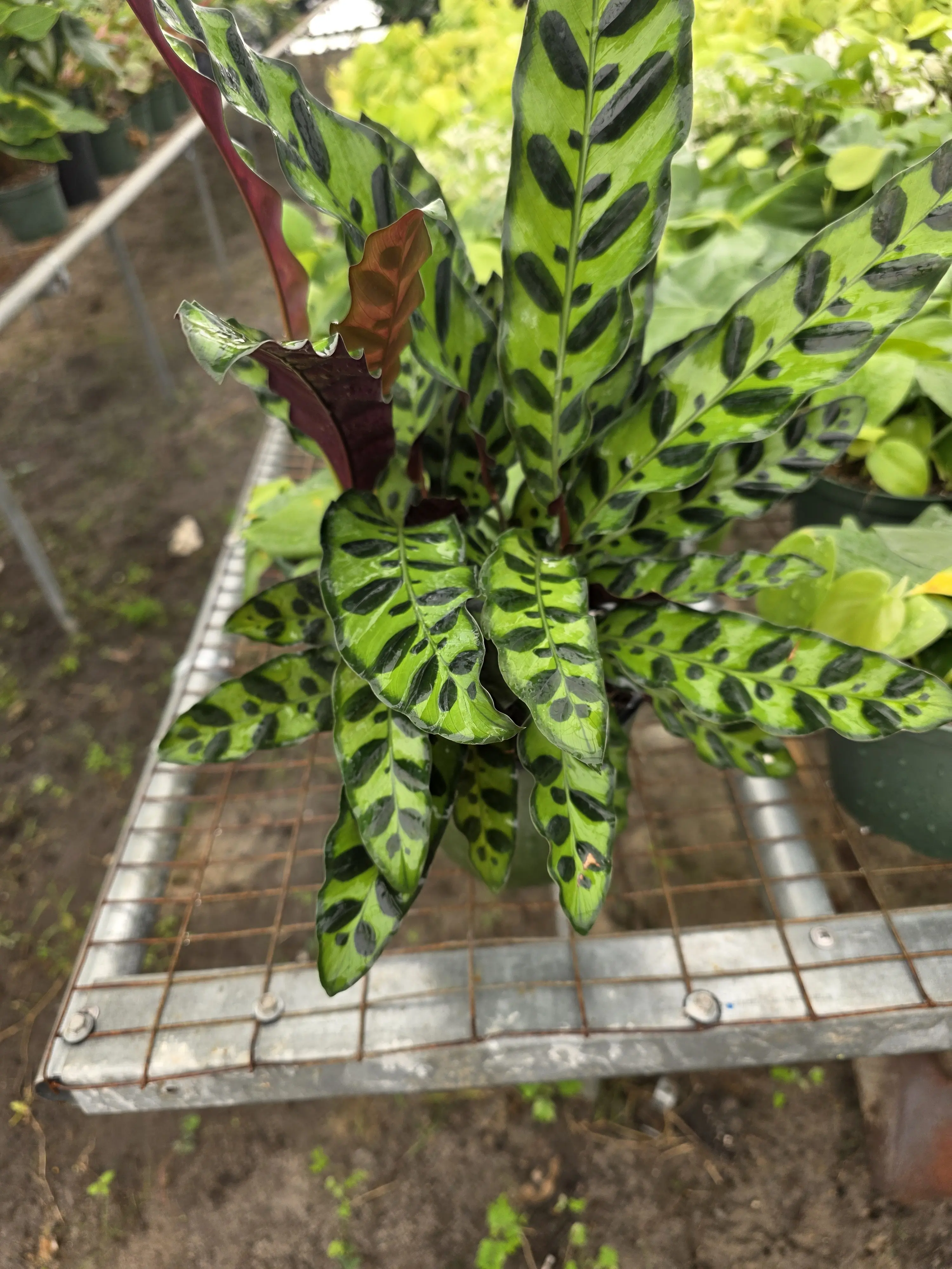 Calathea Lancifolia 4" - Compact Indoor Plant with Lush Green Foliage for Small Spaces & Easy Maintenance