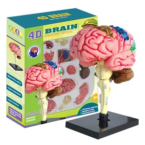 DIY Assemble Human Brain Model, Mini Brain Puzzle Toy, Realistic Details, Teaching Aid, Stem Education, Suitable for Ages 8+, Fun Learning Gift, Visual Learning Tools