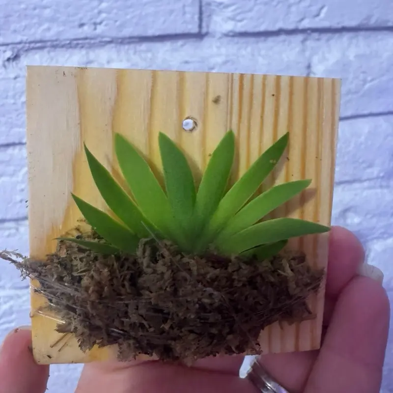 Psygmorchis pusilla miniature  orchid