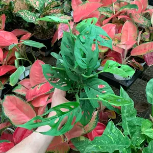 Philodendron Swiss cheese 4inch live plant