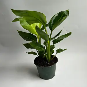 Bird of Paradise 6” Orange Flower Plant in Pot - Tropical House Plant for Bright Light Use in Low Light Conditions