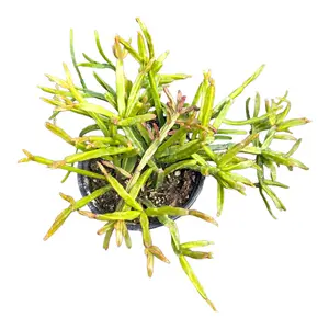 Rhipsalis ewaldiana