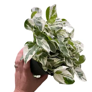 LJ Plant Nursery - Pearl and Jade Pothos - High Variegation - 6 Inch Pot - Heat Pack Included
