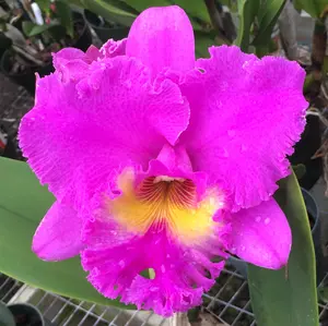 Rlc. Larry Nishikawa 'Volcano Princess' | 5.5" Pot | BS not in bloom