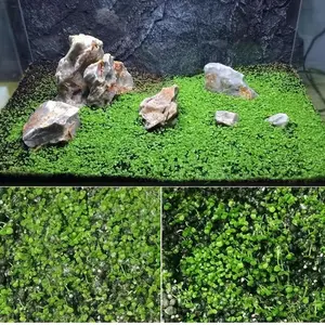 20000+ Heirloom Water Grass Cow Hair Aquarium Landscaping Seeds for Instant Tank Beautification