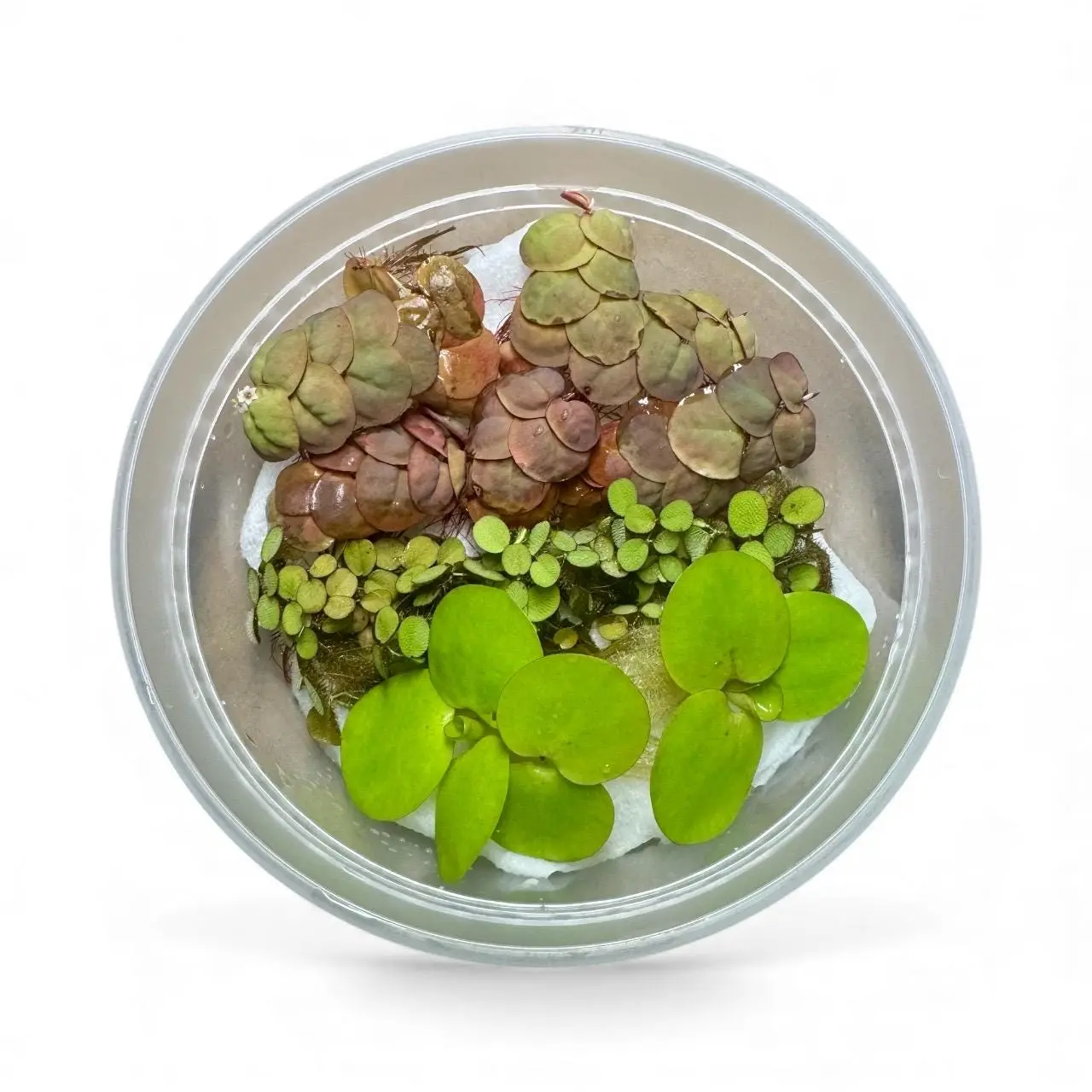 Aquarium Floating Plant Bundle 6 Live Plants 2 Red Root 2 Frogbit 2 Salvinia Freshwater Aquascape Variety Pack for Nano Tanks and Breeding Sets