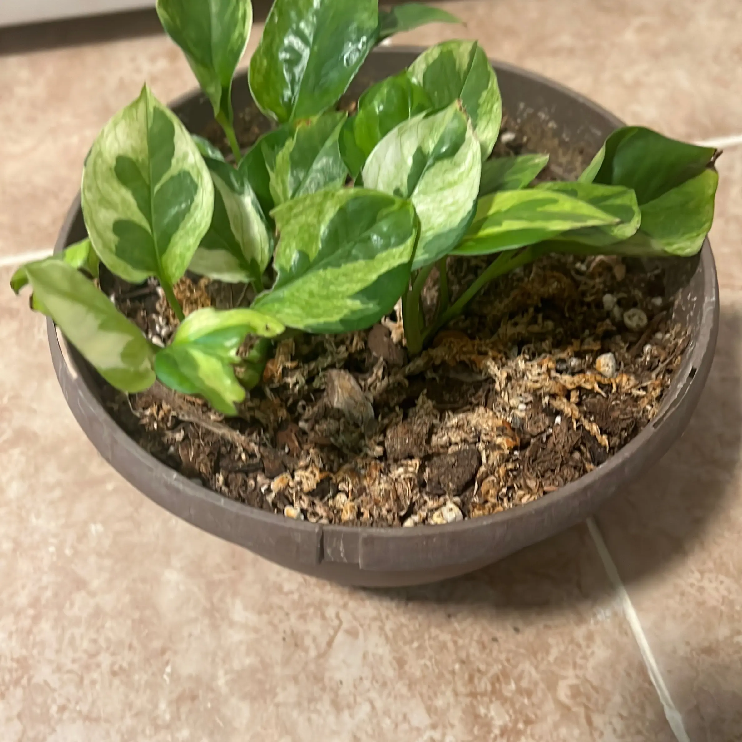 Marble Global Pothos in 4-inch Pot - Low Maintenance Indoor Plant for Home and Office with Air Purifying Benefits