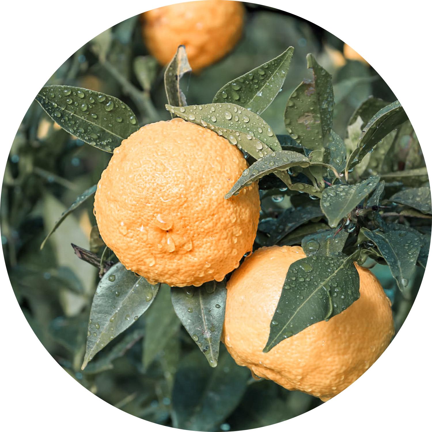 Sz Essentials | Yuzu Essential Oil - Japan - Fresh and Citrusy - Natural Solution for Relaxation - 100% Pure & Natural - 0.17 Fl (5ml) Aromatherapy