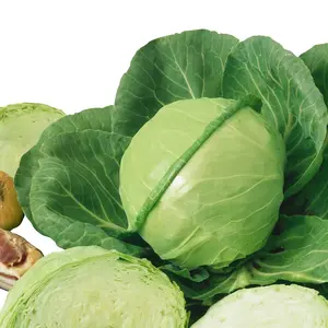 Golden Acre Cabbage Seeds NON-GMO Heirloom All Seasons Vegetables for Zones 3-12 Resistant to Yellowing Delicate Flavor - Carolina Reaper Peppers