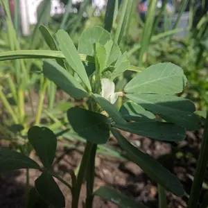 Fenugreek (Trigonella foenum-graecum) Organic Seeds – Aromatic Herb for Sprouting, Culinary Spices, and Ayurvedic Use